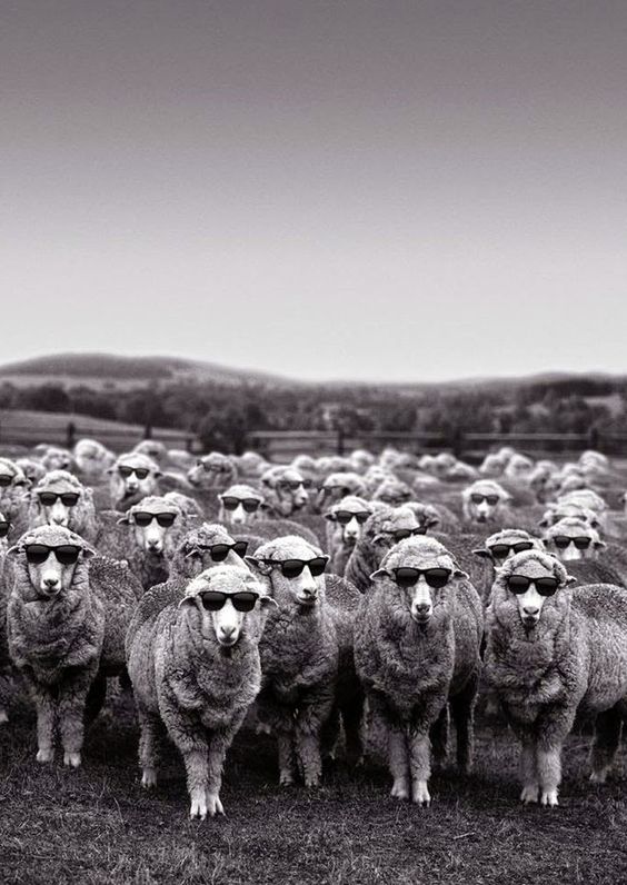 origine des vêtements en laine Molli