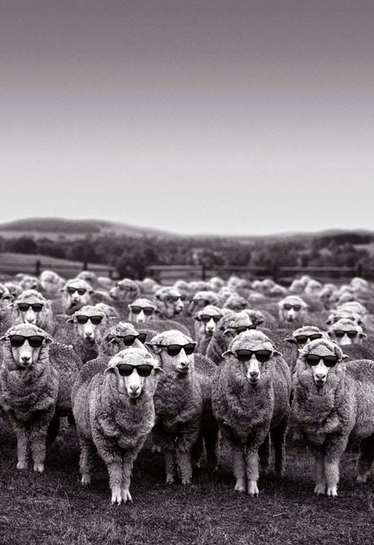 moutons laine fine lunettes
